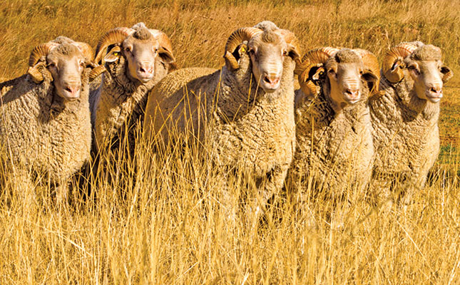 Wool auction delays and shortage of shearers due to COVID-19 Wool auction delays and shortage of shearers due to COVID-19