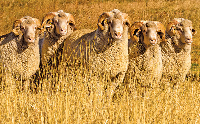 Wool auction delays and shortage of shearers due to COVID-19