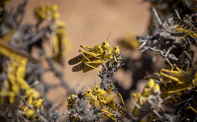 Drones, ducks and loud music used in fight against locusts Drones, ducks and loud music used in fight against locusts