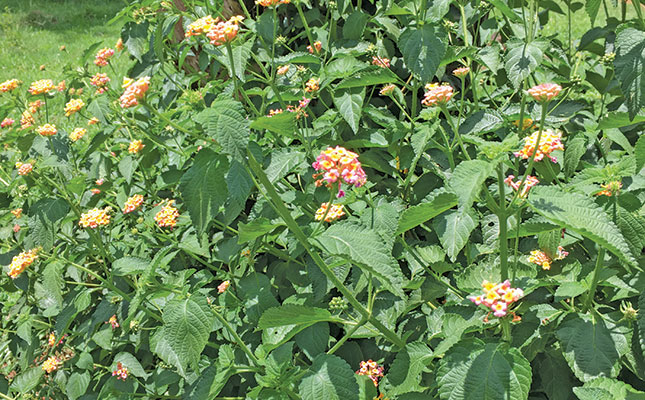 Be wary of the lantana