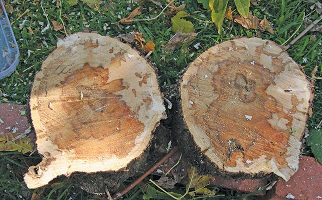 Protecting South Africa’s trees from the shot hole borer Protecting South Africa’s trees from the shot hole borer