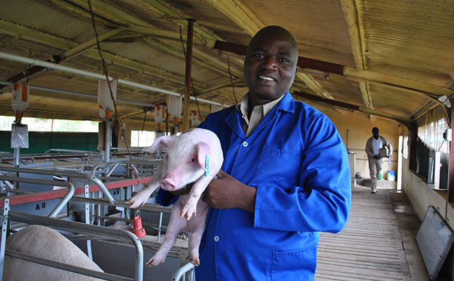 Small-scale pig farmer implements commercial practices