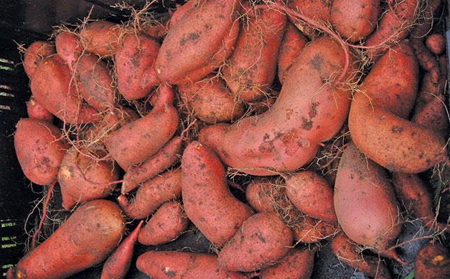 Identifying and controlling sweet potato viruses