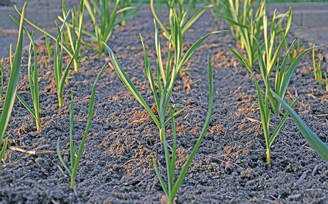 Growing garlic: soil types