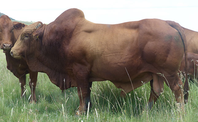 Bull growth testing suffers impact of COVID-19, FMD outbreak