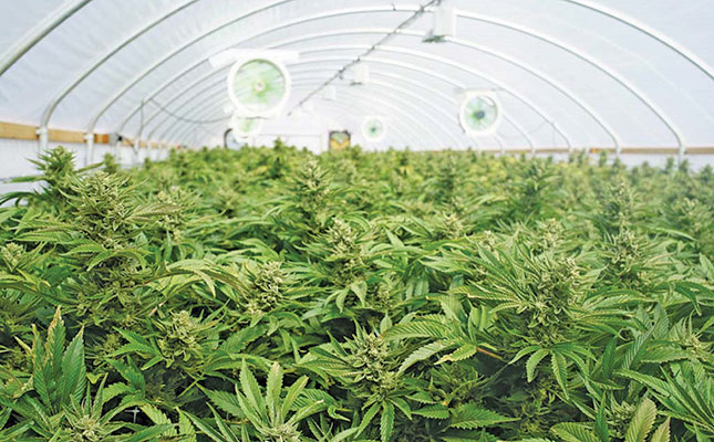 Investment in cannabis a global challenge during COVID-19 Investment in cannabis a global challenge during COVID-19