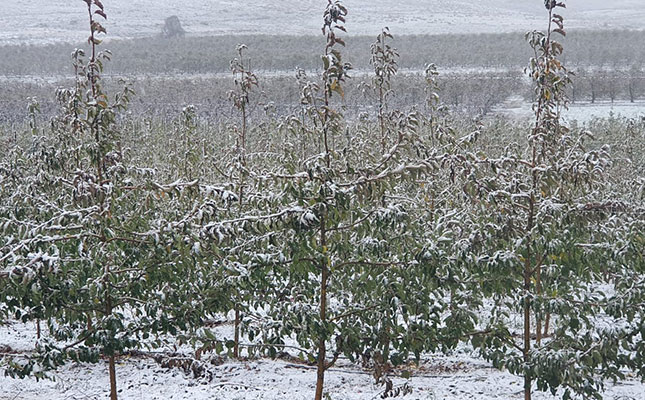 Tomatoes, bananas worst affected by country-wide cold fronts