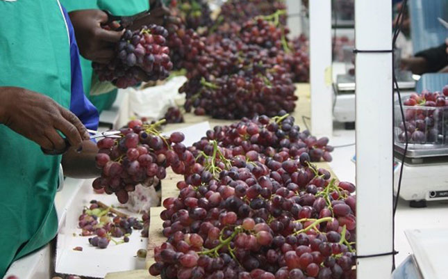 SA posts healthy agri trade surplus despite COVID-19 crisis SA posts healthy agri trade surplus despite COVID-19 crisis