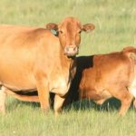 livestock2jpg