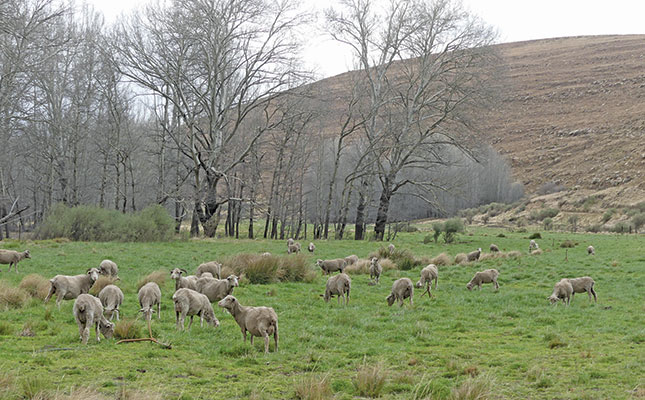 Harnessing the dual-purpose potential of Merino ewes Harnessing the dual-purpose potential of Merino ewes