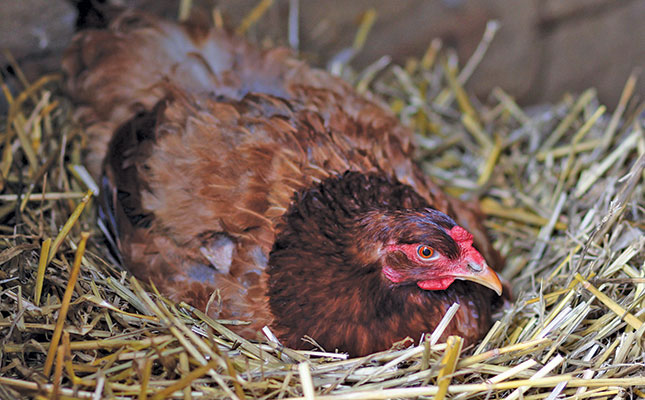 Basic chicken care: how to breed and feed