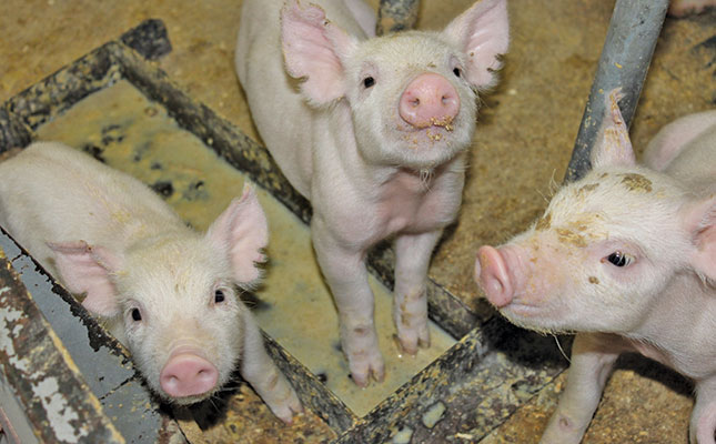 How to start a pig farming business