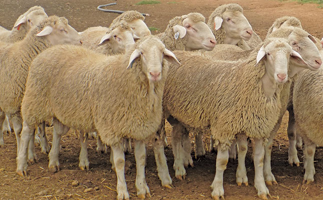 RPO clarifies its change of view on live sheep exports