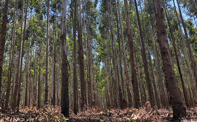 Toilet paper saves timber industry amid print media closures