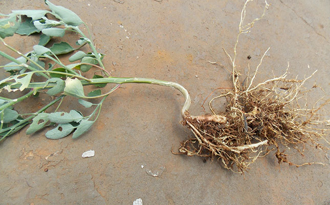 The intricacies of crop rotation