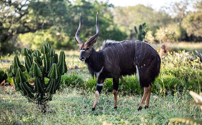 Game reserve turns to meat sales amid COVID-19 tourism ban