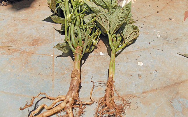 Bean pests & soil diseases Bean pests & soil diseases