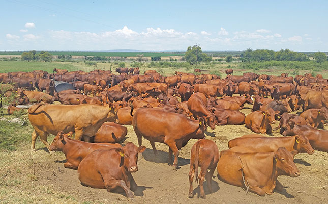 Uncompromising standards pay off for Bonsmara farmer Uncompromising standards pay off for Bonsmara farmer