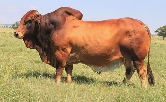 Boran bull sold for R1,7m sets new South African record