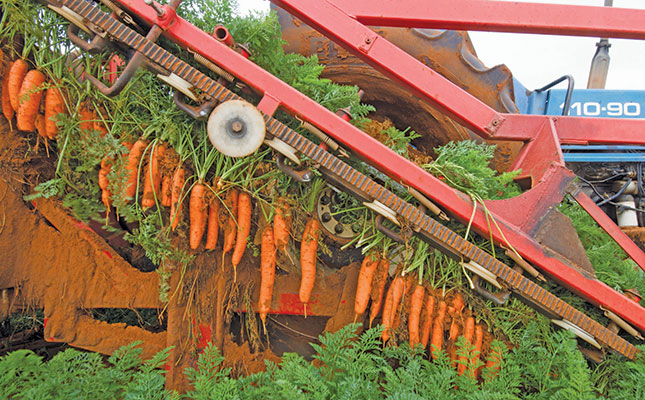 Family farm harvests 50t of carrots a day all year round