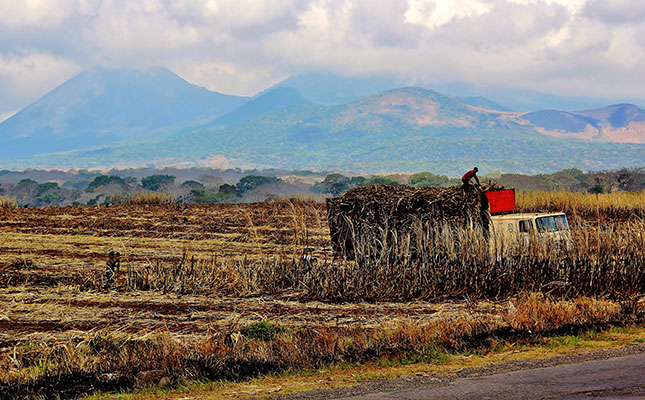 Rise in Brazil’s sugar production may ‘topple’ global market Rise in Brazil’s sugar production may ‘topple’ global market