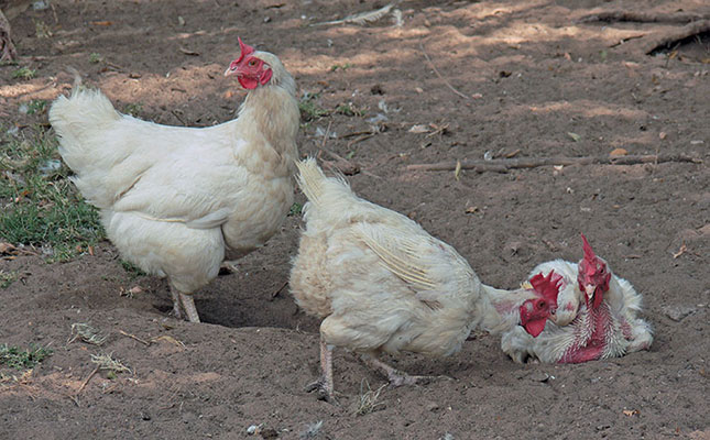 How to deal with mites on poultry