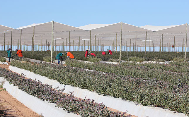 Namibian farmers harvest country’s first blueberry crop