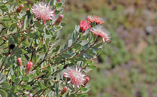 Preventing hybridisation to protect natural resources Preventing hybridisation to protect natural resources