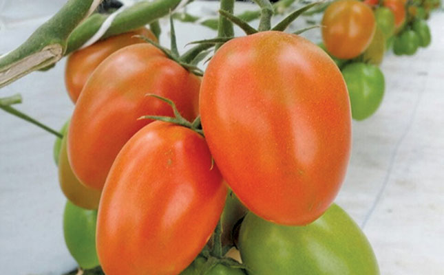 Starke Ayres: Sure-fire tomatoes and peppers