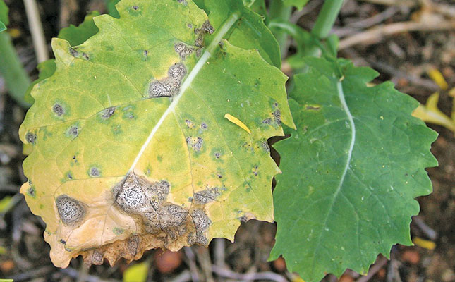 Common cabbage diseases