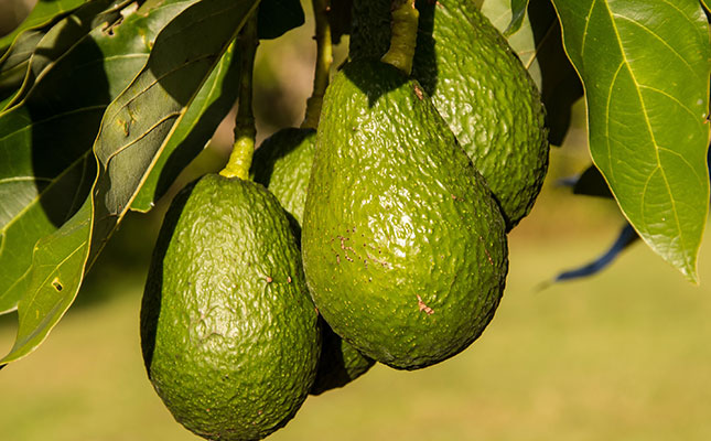 SA avocado exports to European market under pressure