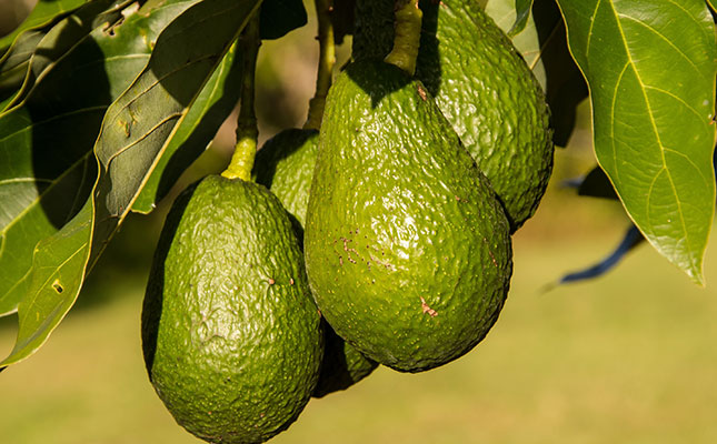 SA avocado exports to European market under pressure SA avocado exports to European market under pressure