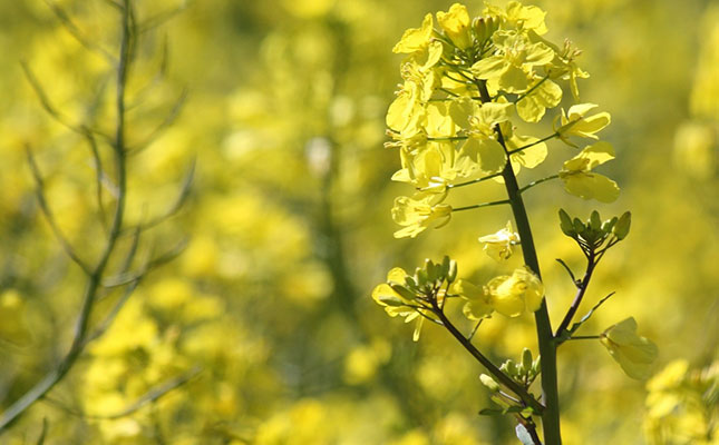 Low EU canola output fuels Belarusian exports