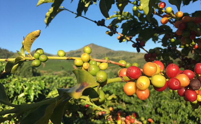 Covid-19 delays 2020 coffee harvest as prices weaken