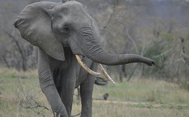 Concern about ‘mysterious’ elephant deaths in Botswana