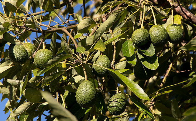 Fresh produce theft: farmers lose billions every year Fresh produce theft: farmers lose billions every year