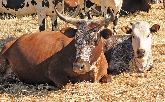 How NERPO is adapting to a changing livestock sector