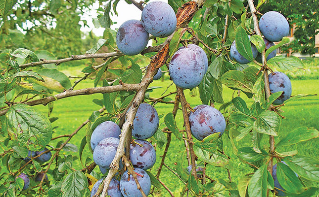 Plum production: an overview