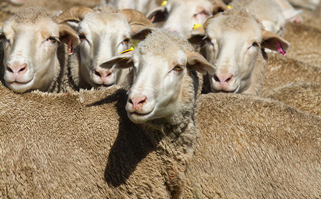 Sheep export facilities in Eastern Cape pass inspection Sheep export facilities in Eastern Cape pass inspection