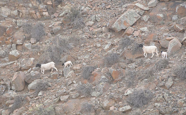 Repeal of SA drought disaster declaration met with shock Repeal of SA drought disaster declaration met with shock