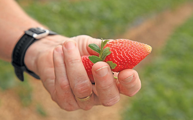 The importance of timing to strawberry production
