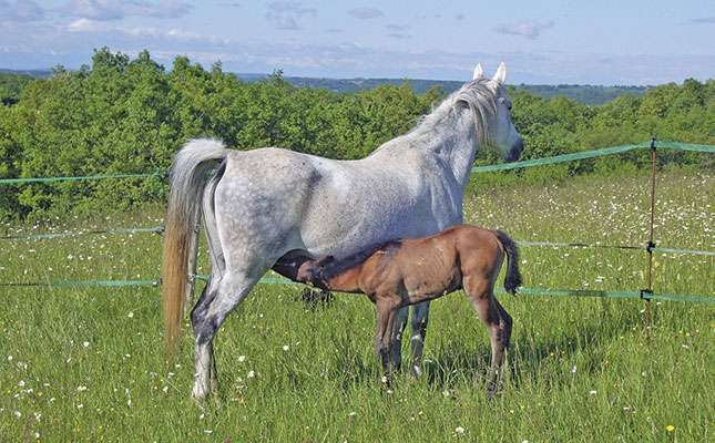 Choosing the best time to breed your mare