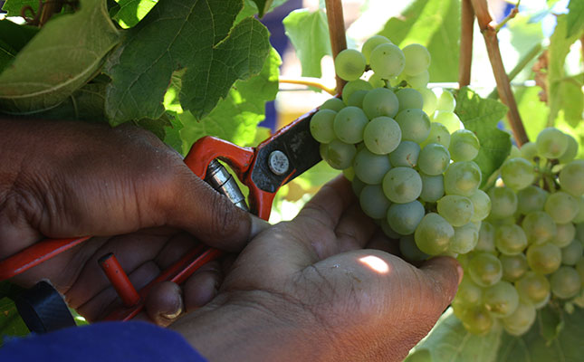 Wine cellars cancel 2021 grape purchases due to liquor ban Wine cellars cancel 2021 grape purchases due to liquor ban