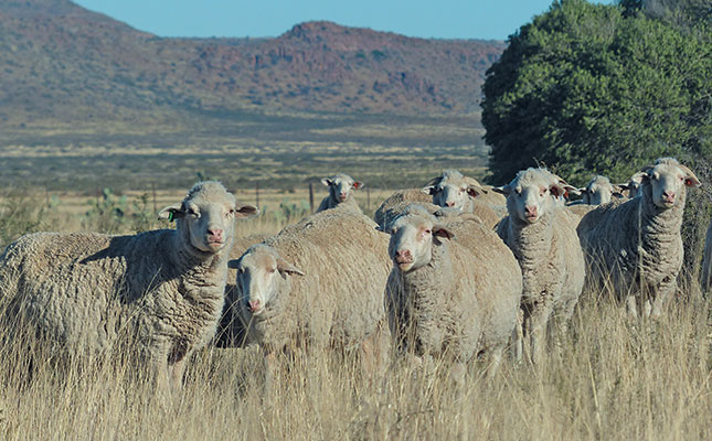 Storm rages around live sheep exports ahead of court case Storm rages around live sheep exports ahead of court case