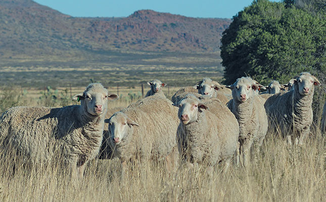 Storm rages around live sheep exports ahead of court case