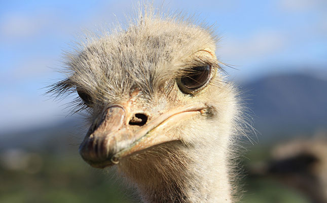 Ostrich farmers in distress due to drought and COVID-19