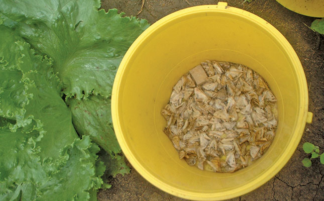Don’t be beaten by bollworm Don’t be beaten by bollworm