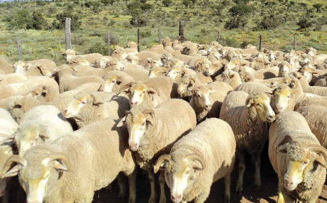 High court gives go-ahead for exporting of 56 000 live sheep