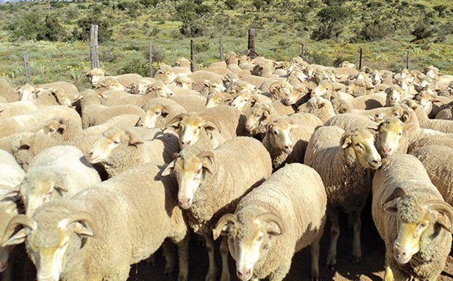 High court gives go-ahead for exporting of 56 000 live sheep High court gives go-ahead for exporting of 56 000 live sheep