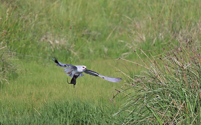 Birdwatching: a novel income opportunity for farms Birdwatching: a novel income opportunity for farms